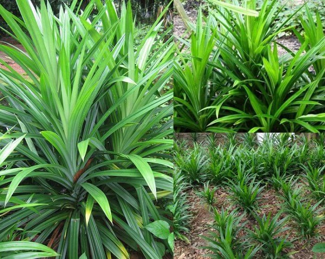 L&aacute; dứa mọc th&agrave;nh cụm