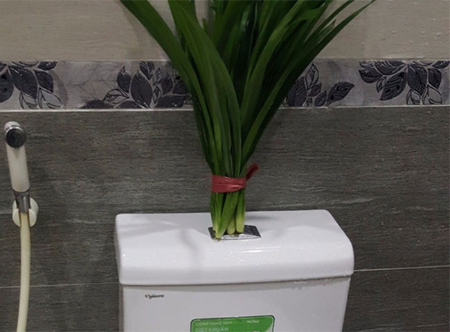 L&aacute; dứa để trong nh&agrave; vệ sinh c&oacute; ảnh hưởng phong thủy kh&ocirc;ng?