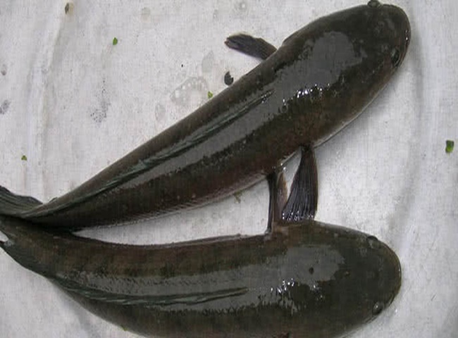 Thông tắc bồn cầu bằng cá lóc cách tối ưu nhất dành cho bạn