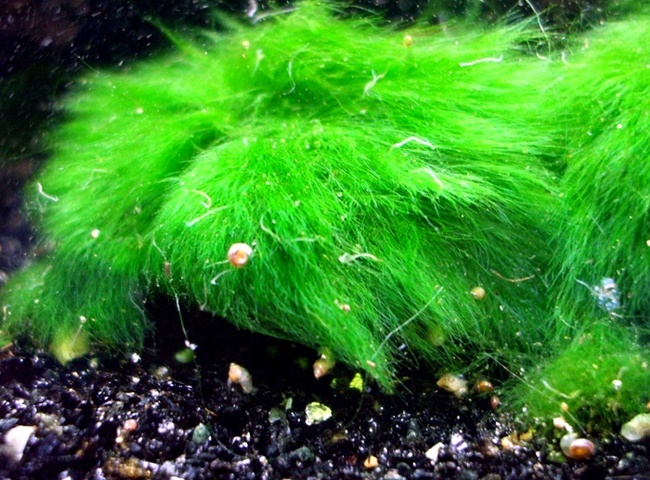 Cách khử rêu trong bể nước vô cùng đơn giản