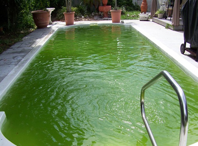 Tránh rong rêu xuất hiện bằng cách cân bằng các chất trong bể nước